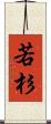 若杉 Scroll