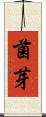 菌芽 Scroll