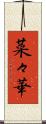 菜々華 Scroll