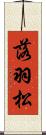 落羽松 Scroll