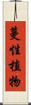 蔓性植物 Scroll