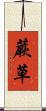 蕨草 Scroll
