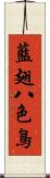 藍翅八色鳥 Scroll