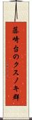 藤崎台のクスノキ群 Scroll