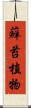 蘚苔植物 Scroll