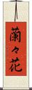 蘭々花 Scroll