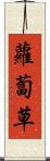 蘿蔔草 Scroll