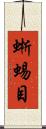 蜥蜴目 Scroll