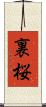 裏桜 Scroll