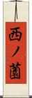 西ノ薗 Scroll