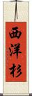 西洋杉 Scroll