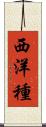 西洋種 Scroll