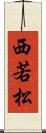 西若松 Scroll