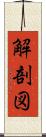 解剖図 Scroll