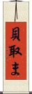 貝取ま Scroll