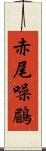 赤尾噪鶥 Scroll