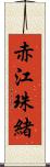 赤江珠緒 Scroll