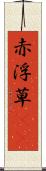 赤浮草(rK) Scroll