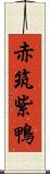 赤筑紫鴨 Scroll