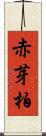 赤芽柏 Scroll