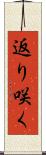 返り咲く Scroll
