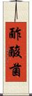 酢酸菌 Scroll