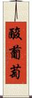 酸葡萄 Scroll