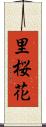 里桜花 Scroll