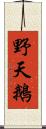 野天鵝 Scroll