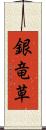 銀竜草 Scroll