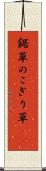 鋸草 Scroll