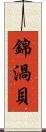 錦渦貝 Scroll