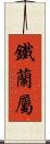 鐵蘭屬 Scroll