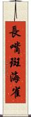 長嘴斑海雀 Scroll