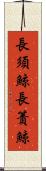 長須鯨 Scroll