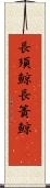 長須鯨 Scroll
