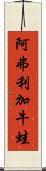 阿弗利加牛蛙 Scroll