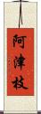 阿津枝 Scroll