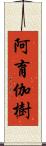 阿育伽樹 Scroll