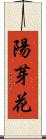 陽芽花 Scroll