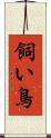 飼い鳥 Scroll