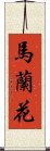 馬蘭花 Scroll