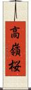 高嶺桜 Scroll