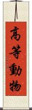 高等動物 Scroll