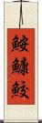 鮟鱇鮫 Scroll