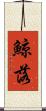 鯨落 Scroll