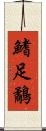鰭足鷸 Scroll