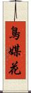鳥媒花 Scroll