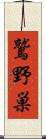 鷲野巣 Scroll