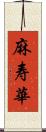 麻寿華 Scroll